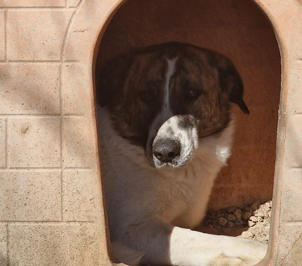 DEAA tripode, adozione del cuore (ex Monchetta) Foto 5